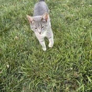 Ariel -  Domestic Short Hair Cat for Adoption in Greensboro, North Carolina - Ariel | PetCurious