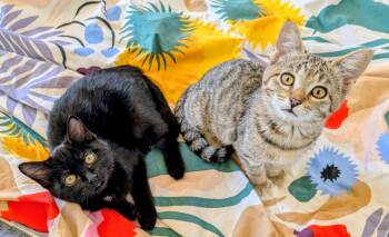 Domestic Short Hair Cats Available for Adoption - Lursa And B’Etor | PetCurious