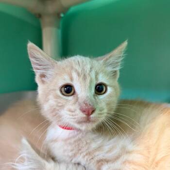Hurricane -  Domestic Short Hair Cat for Adoption in Spanish Fork, Utah - Hurricane | PetCurious