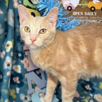 Bengal and American Shorthair Cats Available for Adoption - Timon | PetCurious