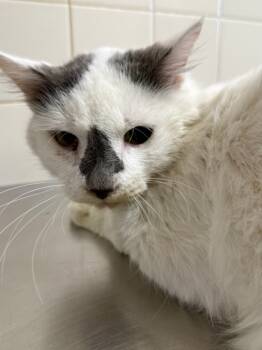 Rescue Domestic Medium Hair and Domestic Short Hair Cats for Adoption in San Antonio, Texas - Mr Feeny | PetCurious