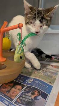 Harmony -  Domestic Short Hair Cat for Adoption in Daytona Beach, Florida - Harmony | PetCurious