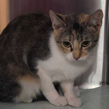 Rescue Domestic Short Hair Cats for Adoption in Davenport, Iowa - Maiden | PetCurious