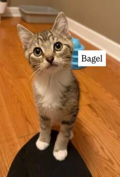 Tabby and Tuxedo Cats Available for Adoption - Bagel (FCID# 01/14/2026 - 6) C | PetCurious