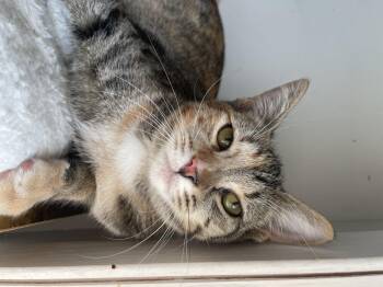 Rescue Tabby and Calico Cats for Adoption - Hailey | PetCurious