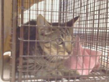 A924409 -  Domestic Short Hair Cat for Adoption in Sacramento, California - A924409 | PetCurious
