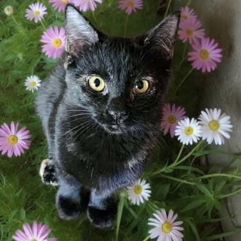 Rescue Tortoiseshell and Domestic Short Hair Cats for Adoption in Greensburg, Pennsylvania - Indigo | PetCurious