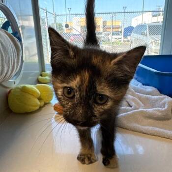 Domestic Short Hair Cats Available for Adoption in East Hanover, New Jersey - Palette | PetCurious