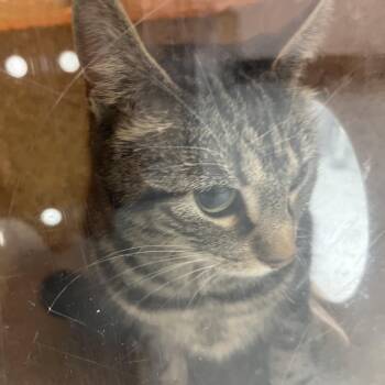 Domestic Short Hair Cats Available for Adoption - Mila | PetCurious