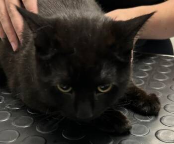 Dante -  Domestic Short Hair Cat for Adoption in Golden, Colorado - Dante | PetCurious