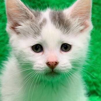 Luna -  Turkish Van Cat for Adoption in Horseshoe Bend, Arkansas - Luna | PetCurious