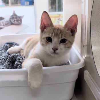Chad -  Domestic Short Hair Cat for Adoption in Reno, Nevada - Chad | PetCurious