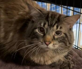 TSUNAMI -  Maine Coon Cat for Adoption in Elizabethton, Tennessee - TSUNAMI | PetCurious