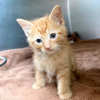 Domestic Short Hair Cats Available for Adoption in Council Bluffs, Iowa - Louie | PetCurious