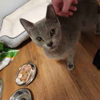 0526-47 Grayce -  Domestic Short Hair Cat Available for Adoption in Abingdon, Maryland - 0526-47 Grayce | PetCurious