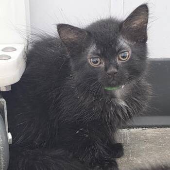 Blackie -  Domestic Medium Hair Cat for Adoption in Fort Wayne, Indiana - Blackie | PetCurious