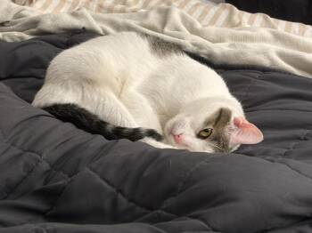 Domestic Short Hair Cats Available for Adoption in Columbus, Indiana - Patches | PetCurious