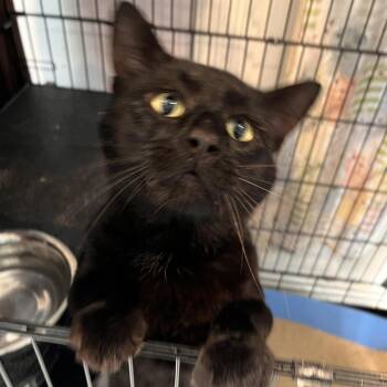 Merlin -  Domestic Medium Hair Cat for Adoption in Salisbury, Massachusetts - Merlin | PetCurious