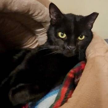 Bombay Cats Available for Adoption in Maple Shade, New Jersey - Monty | PetCurious