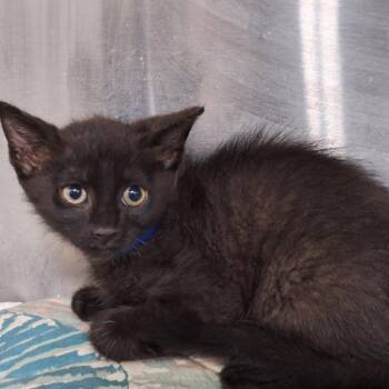West -  Domestic Short Hair Cat Available for Adoption in Montgomery, Alabama - West | PetCurious