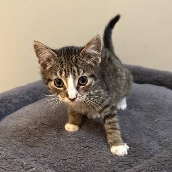 Violin -  Domestic Short Hair Cat for Adoption in Evanston, Illinois - Violin | PetCurious