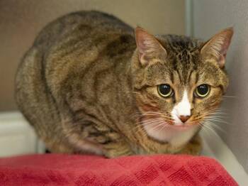 Domestic Short Hair Cats Available for Adoption in Phoenix, Arizona - BOBBY | PetCurious