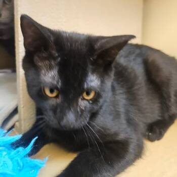 Cosmo -  Domestic Short Hair Cat for Adoption in Grantsville, Utah - Cosmo | PetCurious