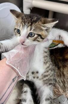 Citgo -  Domestic Short Hair Cat for Adoption in Cincinnati, Ohio - Citgo | PetCurious
