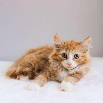 Zion -  Domestic Long Hair Cat for Adoption in Wayne, New Jersey - Zion | PetCurious