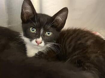 Domestic Short Hair Cats Available for Adoption in Tustin, California - DOBBINS | PetCurious