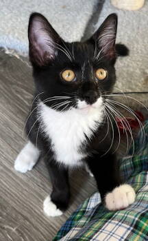 Rescue Tuxedo Cats for Adoption in Franklin, Tennessee - KITTEN REGGIE | PetCurious