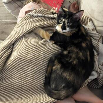 Bean -  Domestic Short Hair Cat for Adoption in Lynchburg, Virginia - Bean | PetCurious