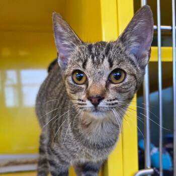 Lilliana -  Domestic Short Hair Cat for Adoption in Abilene, Texas - Lilliana | PetCurious