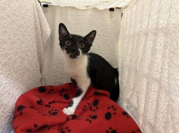 A1278205 -  Domestic Short Hair Cat for Adoption in Winter Haven, Florida - A1278205 | PetCurious