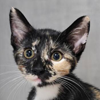 Kitten Halfpipe -  Domestic Short Hair and Tortoiseshell Cat for Adoption in Cuyahoga Falls, Ohio - Kitten Halfpipe | PetCurious