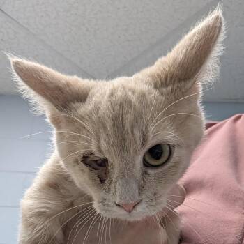 Willy -  Domestic Short Hair Cat for Adoption in Indianapolis, Indiana - Willy | PetCurious