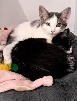 Anya and Willow -  Domestic Short Hair Cat for Adoption in Buffalo, New York - Anya And Willow | PetCurious