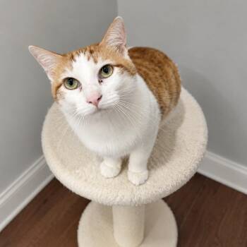 Cora -  Domestic Short Hair Cat for Adoption in Wichita, Kansas - Cora | PetCurious