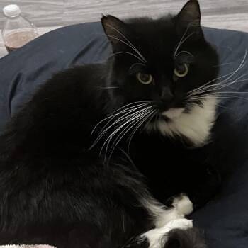 Bubba -  Domestic Short Hair Cat for Adoption in Las Vegas, Nevada - Bubba | PetCurious