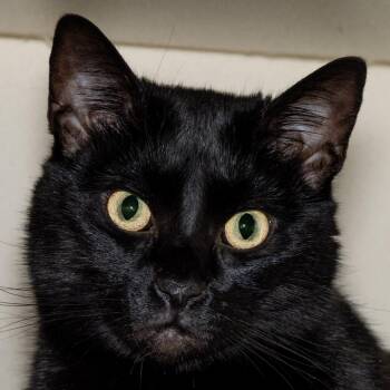 Cocoa -  Domestic Short Hair Cat for Adoption in Victor, New York - Cocoa | PetCurious