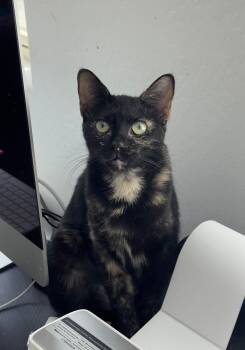 Rescue Domestic Short Hair Cats for Adoption in Youngtown, Arizona - Cinder | PetCurious