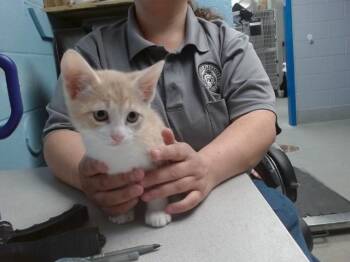 AANG -  Domestic Short Hair Cat for Adoption in Albuquerque, New Mexico - AANG | PetCurious