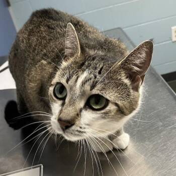 Sherrie -  Domestic Short Hair Cat for Adoption in Dekalb, Illinois - Sherrie | PetCurious