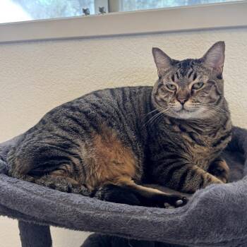 Domestic Short Hair Cats Available for Adoption in Las Vegas, Nevada - Como | PetCurious