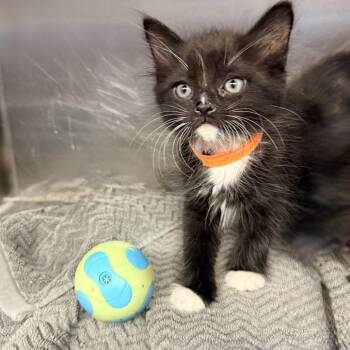 Tin -  Domestic Medium Hair Cat for Adoption in Palm Springs, California - Tin | PetCurious