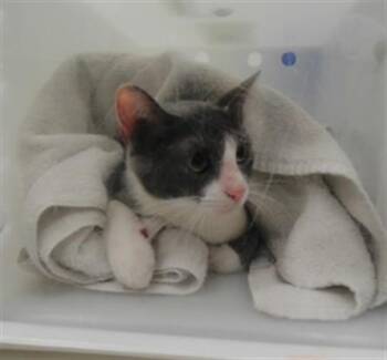 ROSIE -  Domestic Short Hair Cat for Adoption in Albuquerque, New Mexico - ROSIE | PetCurious
