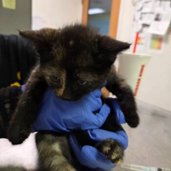 Domestic Short Hair Cats Available for Adoption in Charleston, West Virginia - Glinda | PetCurious