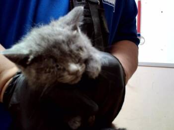 Domestic Short Hair Cats Available for Adoption in Martinez, California - A1047411 | PetCurious