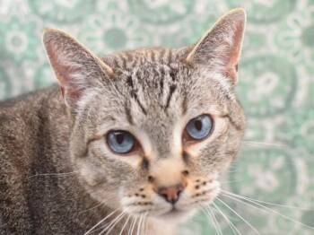 Domestic Short Hair Cats Available for Adoption - Dobby | PetCurious