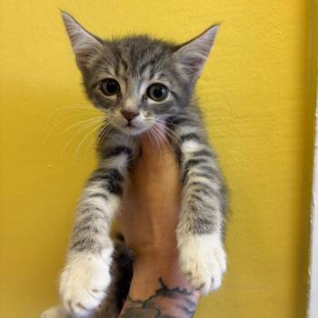Smoke -  Domestic Short Hair Cat for Adoption in Webster, Texas - Smoke | PetCurious